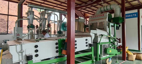 蕎花開了 盛夏臨滄又多了一個玩處